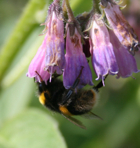 Gardening for Biodiversity