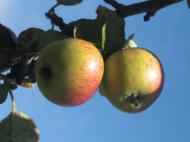 food apples climate