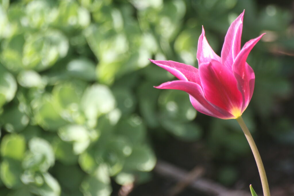 March in the Garden