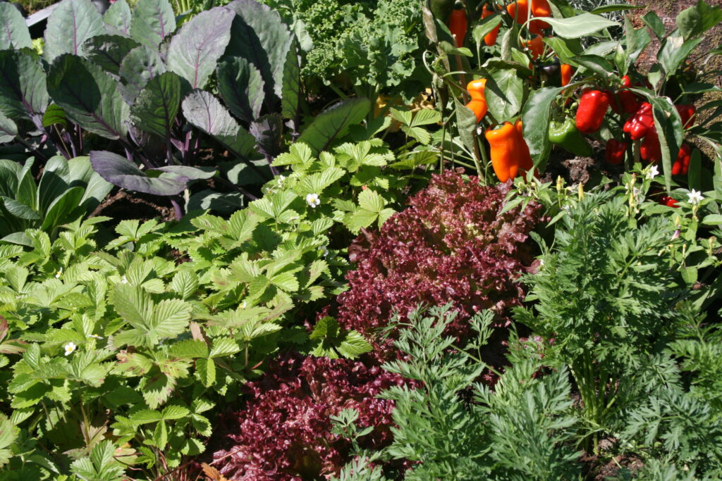 vege garden 