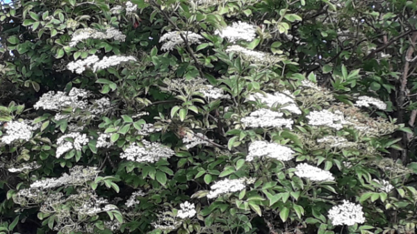 elderflowers