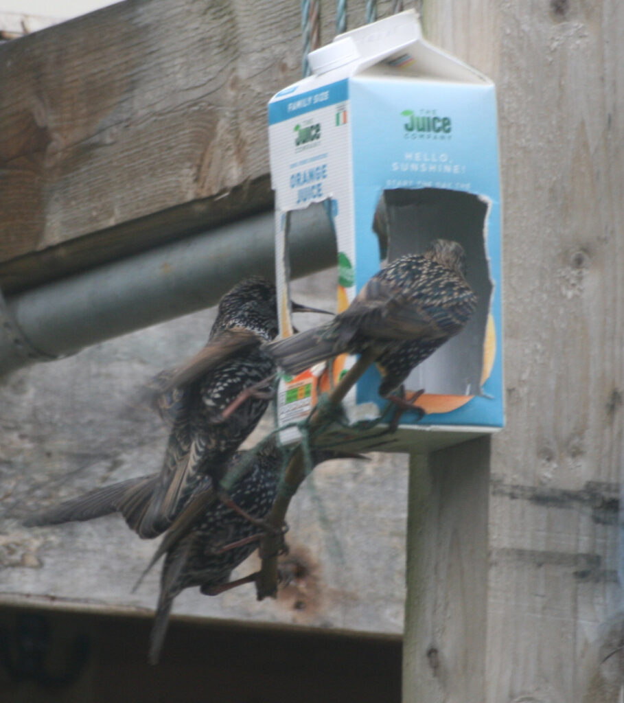 Reuse an old juice carton to make a birdfeeder